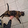 Kitty participe au concours pour gagner de l'argent avec cette photo : cat, tortoiseshell, floor, tile, pet, animal, domestic, laying_down, relaxed, collar, human_hand, motion_blur, indoor, paw, whiskers, tail, footwear, sleeve, casual, content