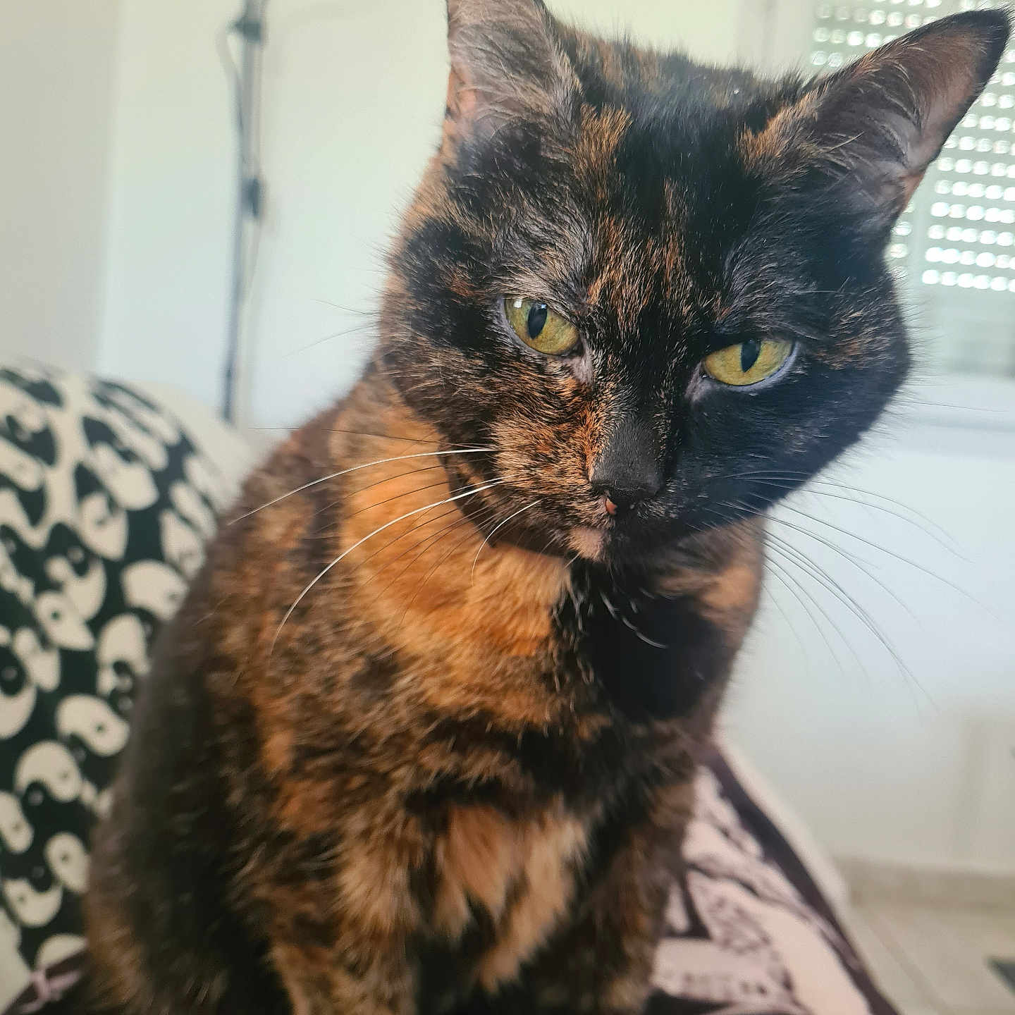 Kitty participe au concours pour gagner de l'argent avec cette photo : animal, blanket, cat, close_up, cozy, domestic_animal, feline, fur, fur_pattern, green_eyes, home, indoor, lamp, pattern, pet, portrait, sitting, tortoiseshell_cat, whiskers, window