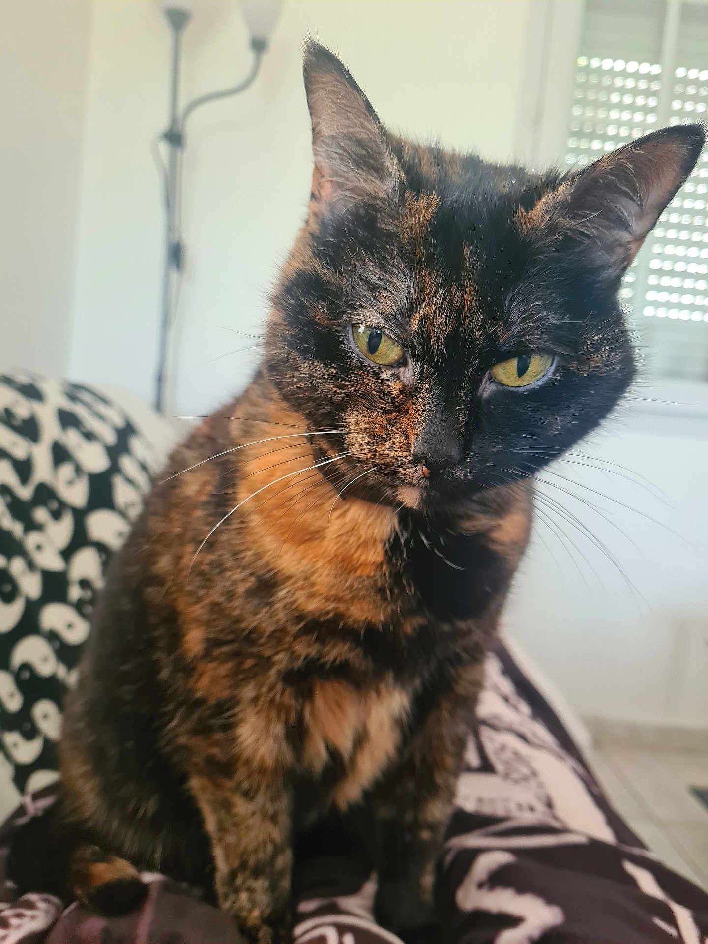 Kitty