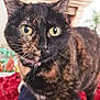 cat, tortoiseshell_cat, indoor, close_up, pet, animal, yellow_eyes, fur, whiskers, curious, person_legs, pants, red_blanket, fireplace, plant, home, domestic, cozy, feline, companion