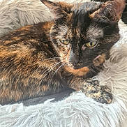 Kitty a rejoint le concours — aidez-le/la à gagner de superbes lots ! cat, tortoiseshell, feline, pet, fluffy_cushion, fur, whiskers, relaxed, indoor, close_up, comfort, animal, domestic, resting, soft_light, texture, cute, cozy, portrait, sleepy