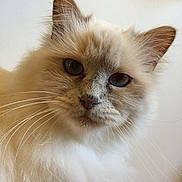 Alyssa participe au concours pour gagner de l'argent avec cette photo : cat, fluffy, close_up, blue_eyes, whiskers, pet, feline, animal, indoor, portrait, soft_fur, curious, cute, domestic_cat, mammal, face, ears, nose, white, beige