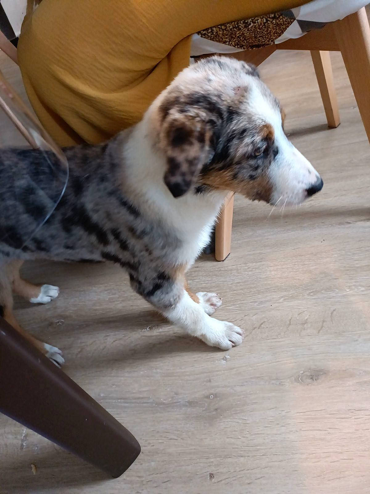 Vaiana a rejoint le concours — aidez-le/la à gagner de superbes lots ! bored, canidae, carnivore, chair, companion_dog, dog, dog_breed, flooring, fur, furniture, gun_dog, hardwood, outdoor_furniture, paw, snout, sporting_group, tail, texas_heeler, wood, working_animal