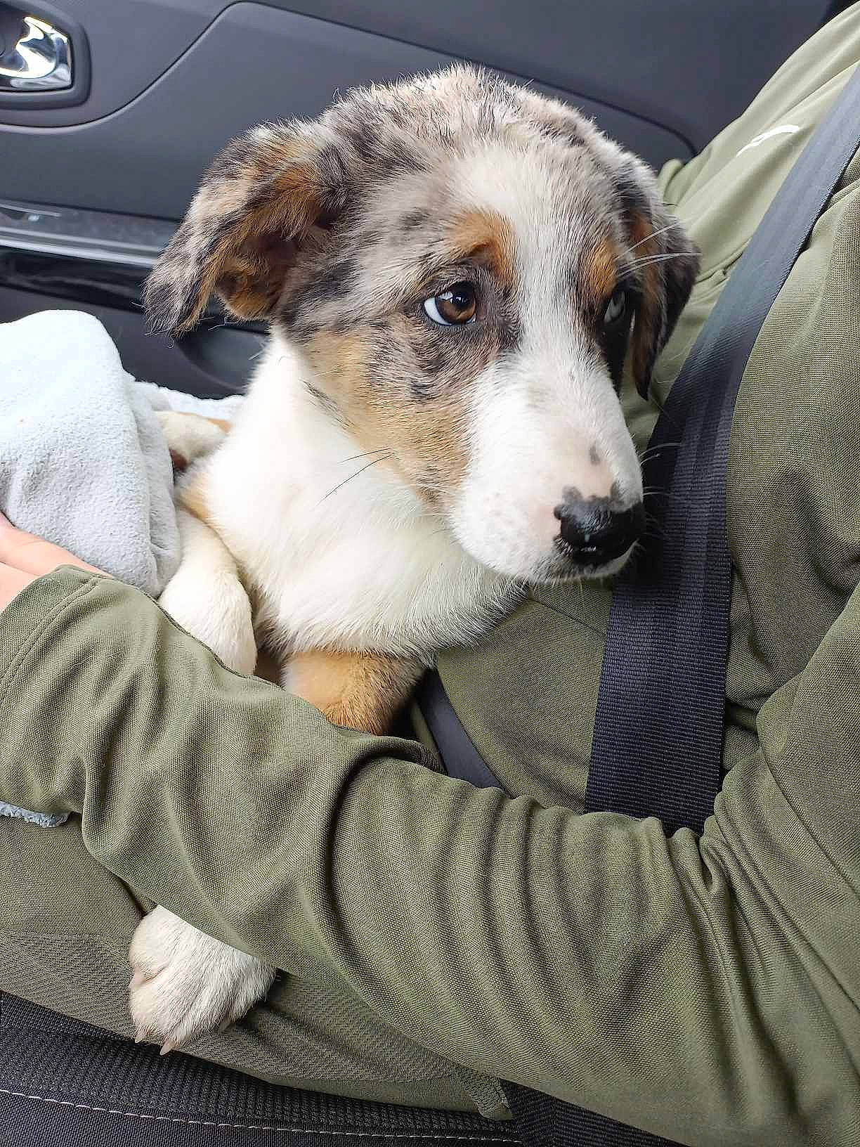 Vaiana a rejoint le concours — aidez-le/la à gagner de superbes lots ! automotive_exterior, automotive_lighting, automotive_tire, carnivore, comfort, companion_dog, dog, dog_breed, fender, fur, hood, luxury_vehicle, motor_vehicle, personal_luxury_car, snout, terrestrial_animal, vehicle_door, whiskers, windshield, working_animal