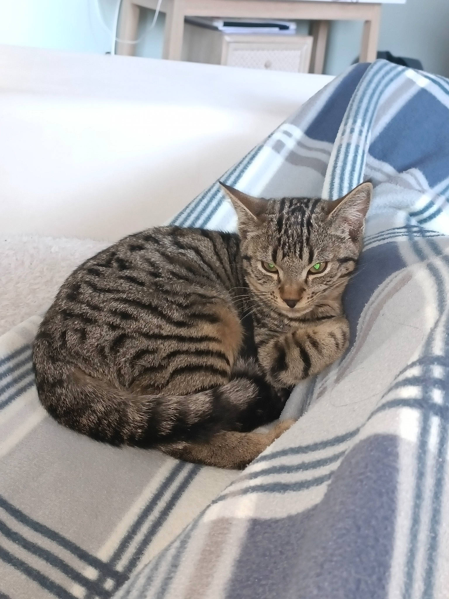 Cacahuète participe au concours pour gagner de l'argent avec cette photo : carnivore, cat, cat_bed, cat_supply, comfort, domestic_short_haired_cat, felidae, fur, grey, linens, pattern, room, small_to_medium_sized_cats, snout, terrestrial_animal, whiskers