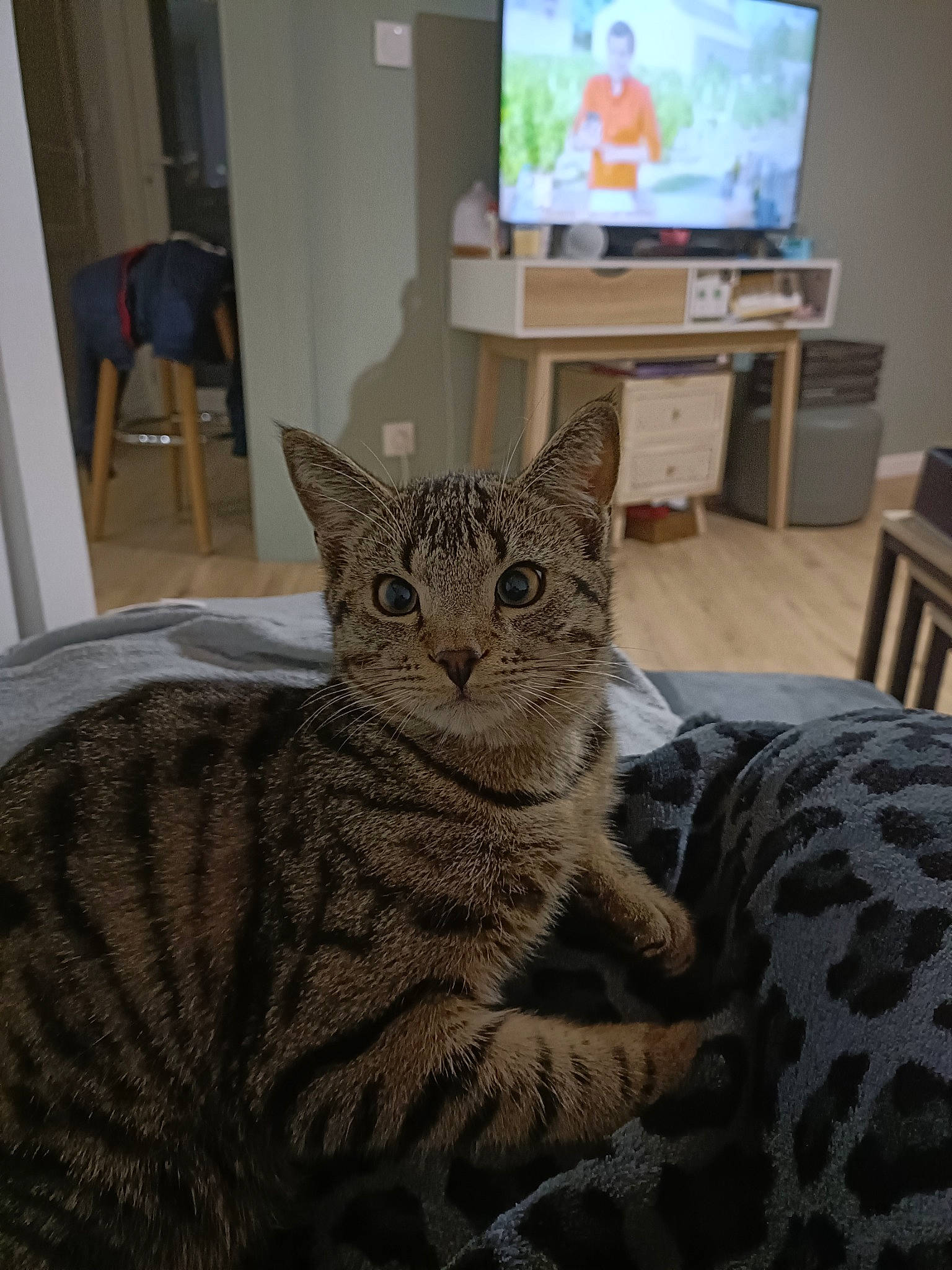 Cacahuète a rejoint le concours — aidez-le/la à gagner de superbes lots ! cat, chair, comfort, display_device, domestic_short_haired_cat, felidae, flooring, fur, grey, hardwood, home_appliance, houseplant, picture_frame, sitting, small_to_medium_sized_cats, snout, television, terrestrial_animal, whiskers, wood