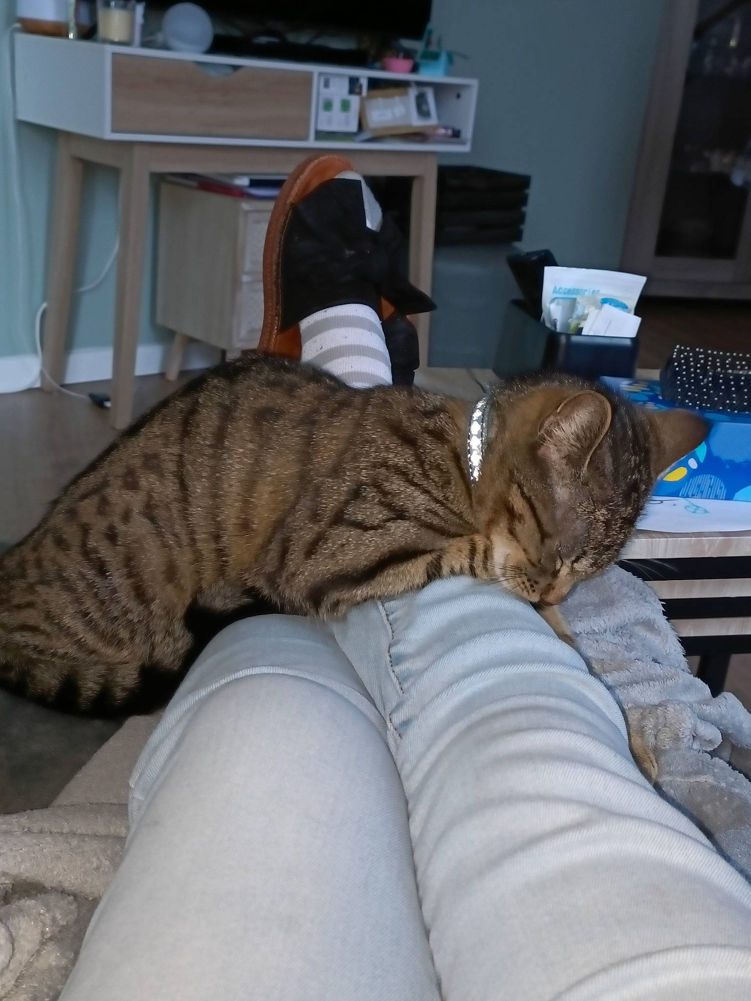 Cacahuète a rejoint le concours — aidez-le/la à gagner de superbes lots ! carnivore, cat, comfort, domestic_short_haired_cat, fawn, felidae, flooring, fur, grey, hardwood, human_leg, mammal, nap, room, small_to_medium_sized_cats, tail, terrestrial_animal, vertebrate, whiskers, wood