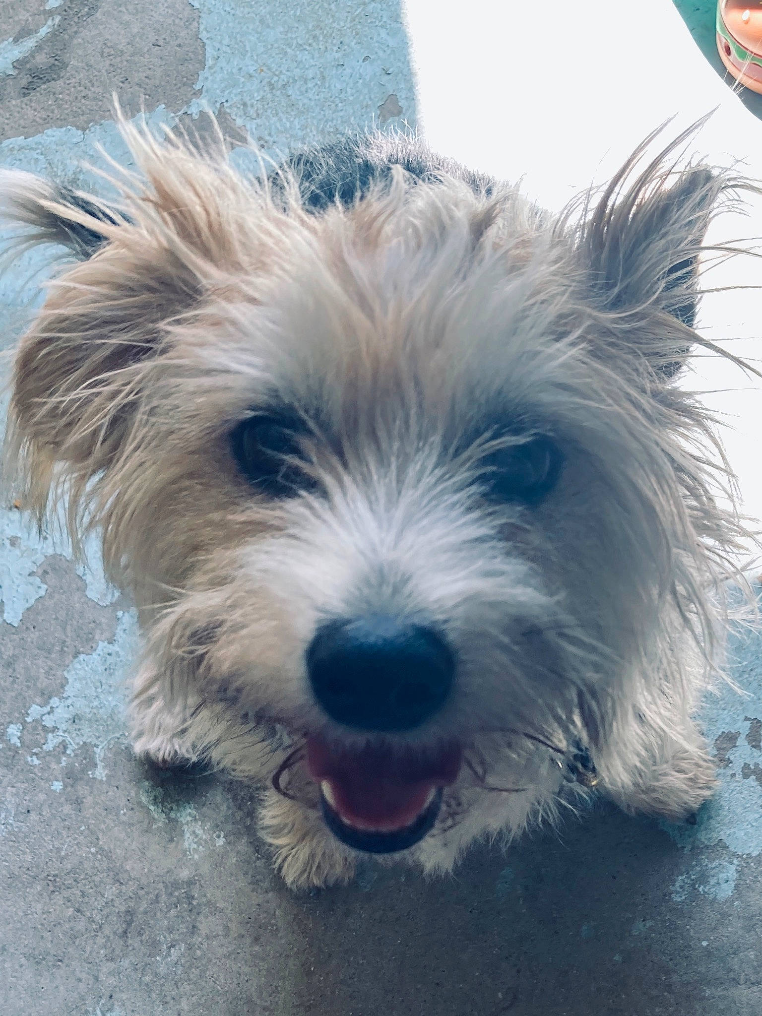 Brutus joined the competition — help win amazing prizes! australian_terrier, biewer_terrier, canidae, carnivore, cloud, companion_dog, dog, dog_breed, fur, meteorological_phenomenon, non_sporting_group, ocean, puppy, small_terrier, sporting_group, terrier, toy_dog, water, working_animal