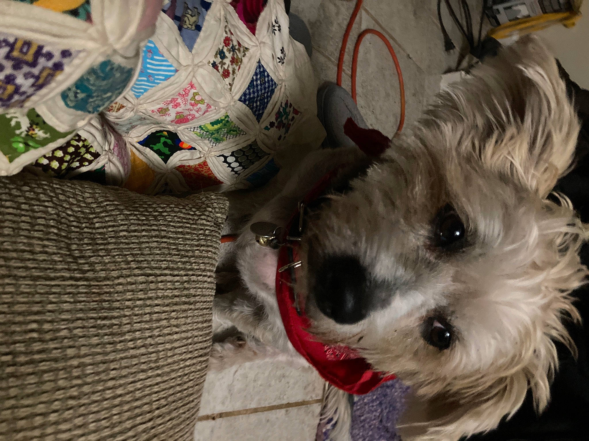 Brutus is registered to the contest to win money with this photo: canidae, carnivore, cockapoo, collar, companion_dog, dog, dog_breed, dog_clothes, dog_collar, dog_supply, fur, maltepoo, puppy_love, schnauzer, small_terrier, snout, sporting_group, terrier, toy_dog, working_animal