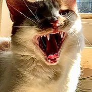 Milo is registered to the contest to win money with this photo: angora, animal, architecture, bodypart, building, cat, face, head, indoors, kitten, manx, mouth, person, pet, photography, portrait, siamese, snout, teeth, tongue