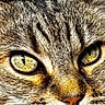 Zoee joined the competition — help win amazing prizes! cat, tabby_cat, close_up, face, eyes, fur, pet, animal, portrait, whiskers, nose, lock_screen, phone, time_display, date_display, blurred_background, pattern, yellow_eyes, indoor, domestic_cat