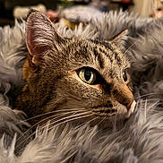 Zoee joined the competition — help win amazing prizes! cat, tabby_cat, close_up, green_eyes, whiskers, fur, fluffy_blanket, cozy, soft_texture, indoor, pet, animal, cute, resting, relaxed, feline, portrait, warm, comfort, snuggled
