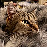 cat, tabby_cat, close_up, green_eyes, whiskers, fur, fluffy_blanket, cozy, soft_texture, indoor, pet, animal, cute, resting, relaxed, feline, portrait, warm, comfort, snuggled