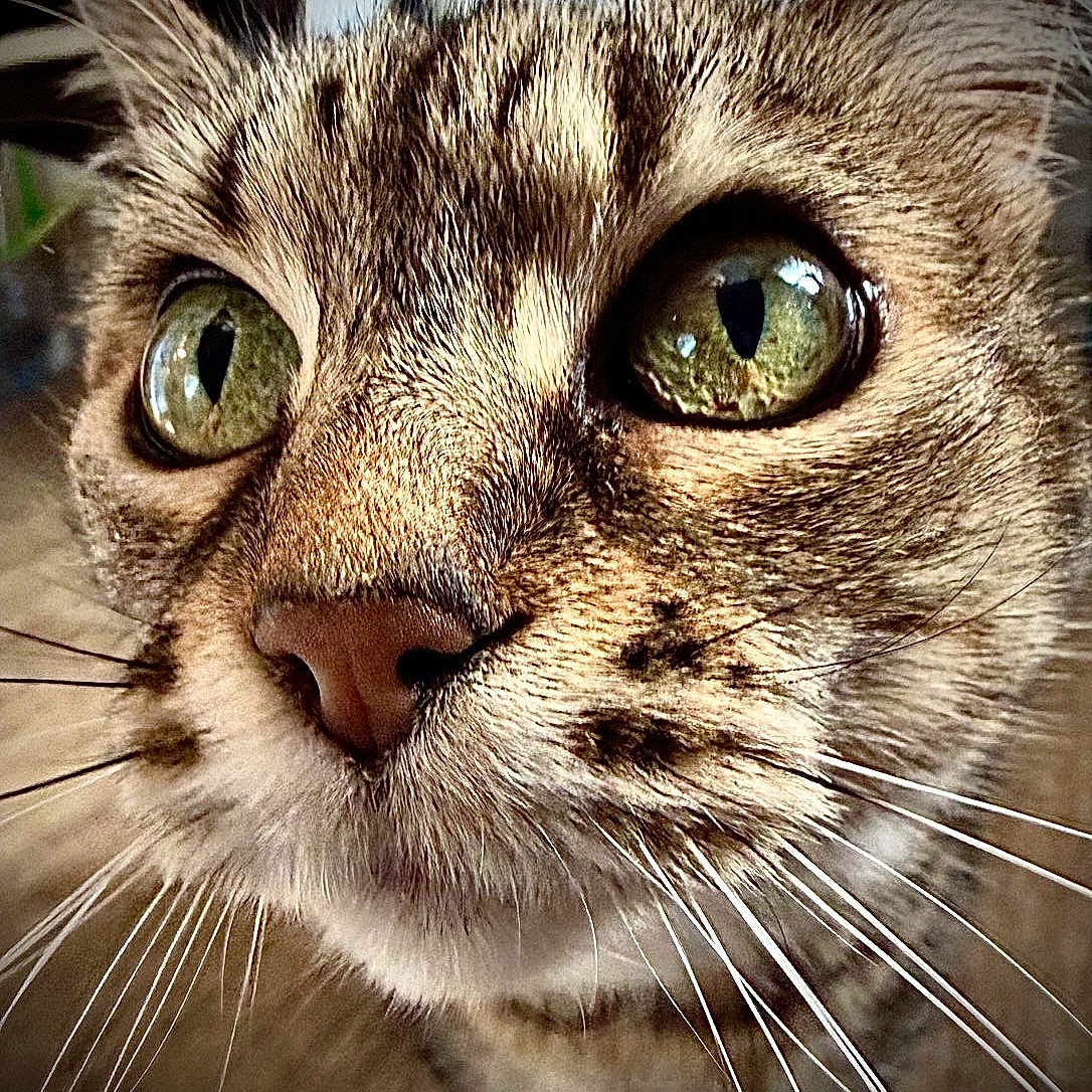 Zoee joined the competition — help win amazing prizes! cat, close_up, face, green_eyes, whiskers, fur, animal, pet, curious, indoor, portrait, mammal, tabby, nose, ears, focus, texture, detail, macro, domestic_cat