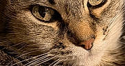 Zoee is registered to the contest to win money with this photo: cat, tabby, close_up, face, eyes, fur, pet, animal, portrait, lock_screen, phone_screen, digital_text, time_display, battery_status, orange_text, whiskers, cute, resting, indoor, feline