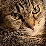 cat, tabby, close_up, face, eyes, fur, pet, animal, portrait, lock_screen, phone_screen, digital_text, time_display, battery_status, orange_text, whiskers, cute, resting, indoor, feline