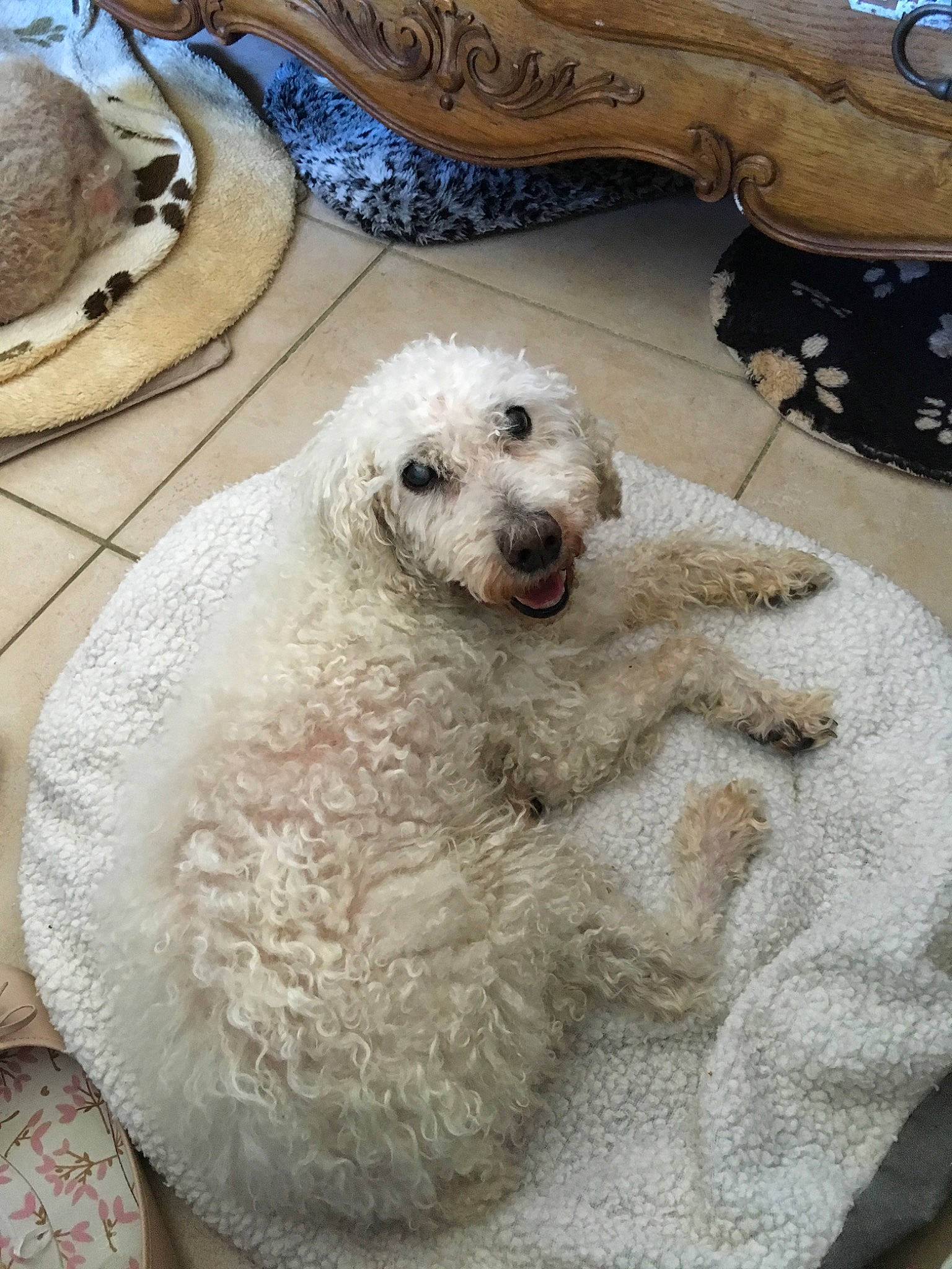 Ulysse participe au concours pour gagner de l'argent avec cette photo : bichon, canidae, carnivore, companion_dog, dog, dog_breed, goldendoodle, labradoodle, lagotto_romagnolo, mammal, miniature_poodle, non_sporting_group, poodle, poodle_crossbreed, spanish_water_dog, sporting_group, standard_poodle, toy_dog, toy_poodle, vertebrate