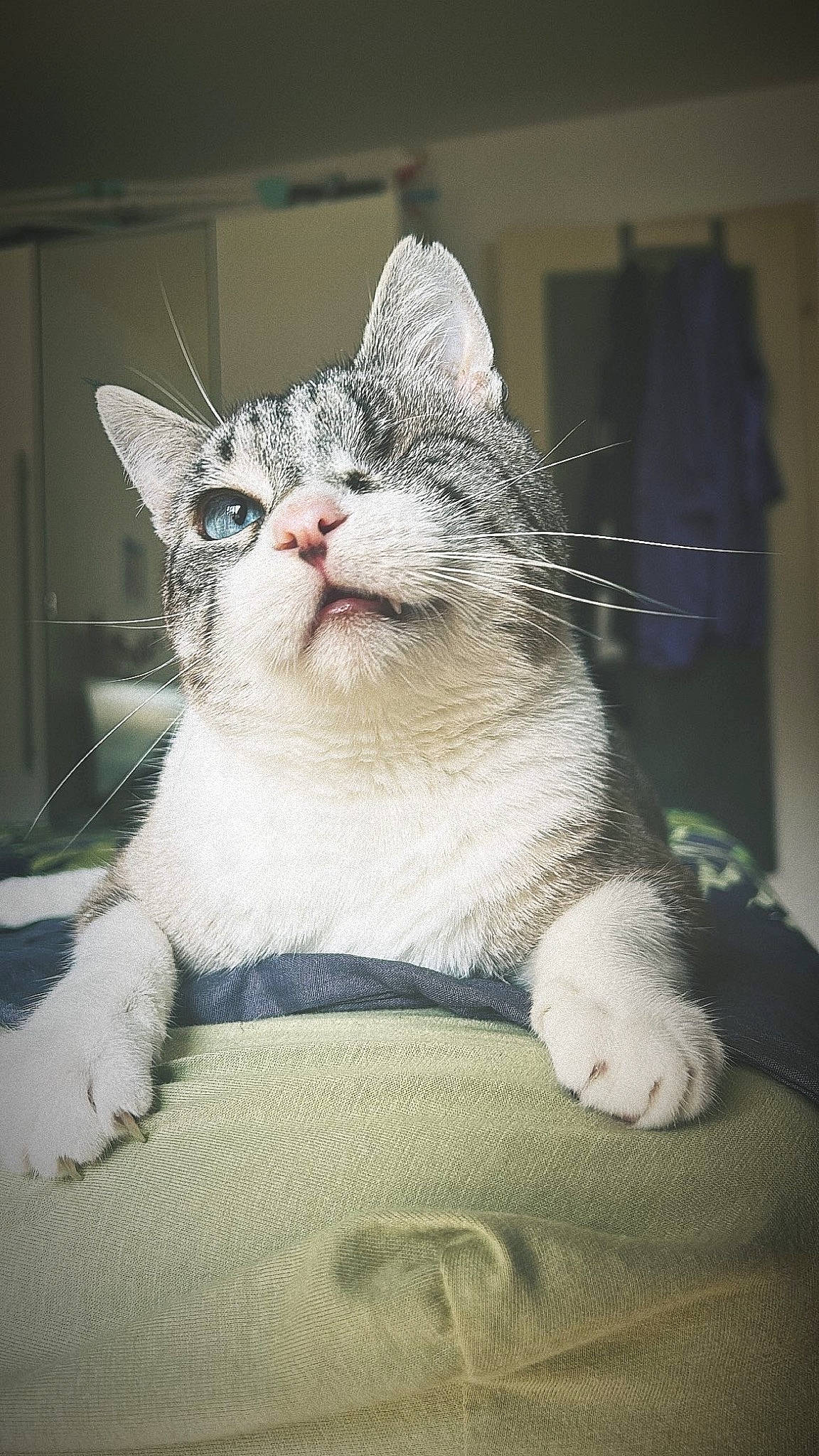 Odin participe au concours pour gagner de l'argent avec cette photo : carnivore, cat, cat_furniture, claw, comfort, domestic_short_haired_cat, eye, fang, felidae, fur, grey, paw, small_to_medium_sized_cats, snout, tail, terrestrial_animal, whiskers, window