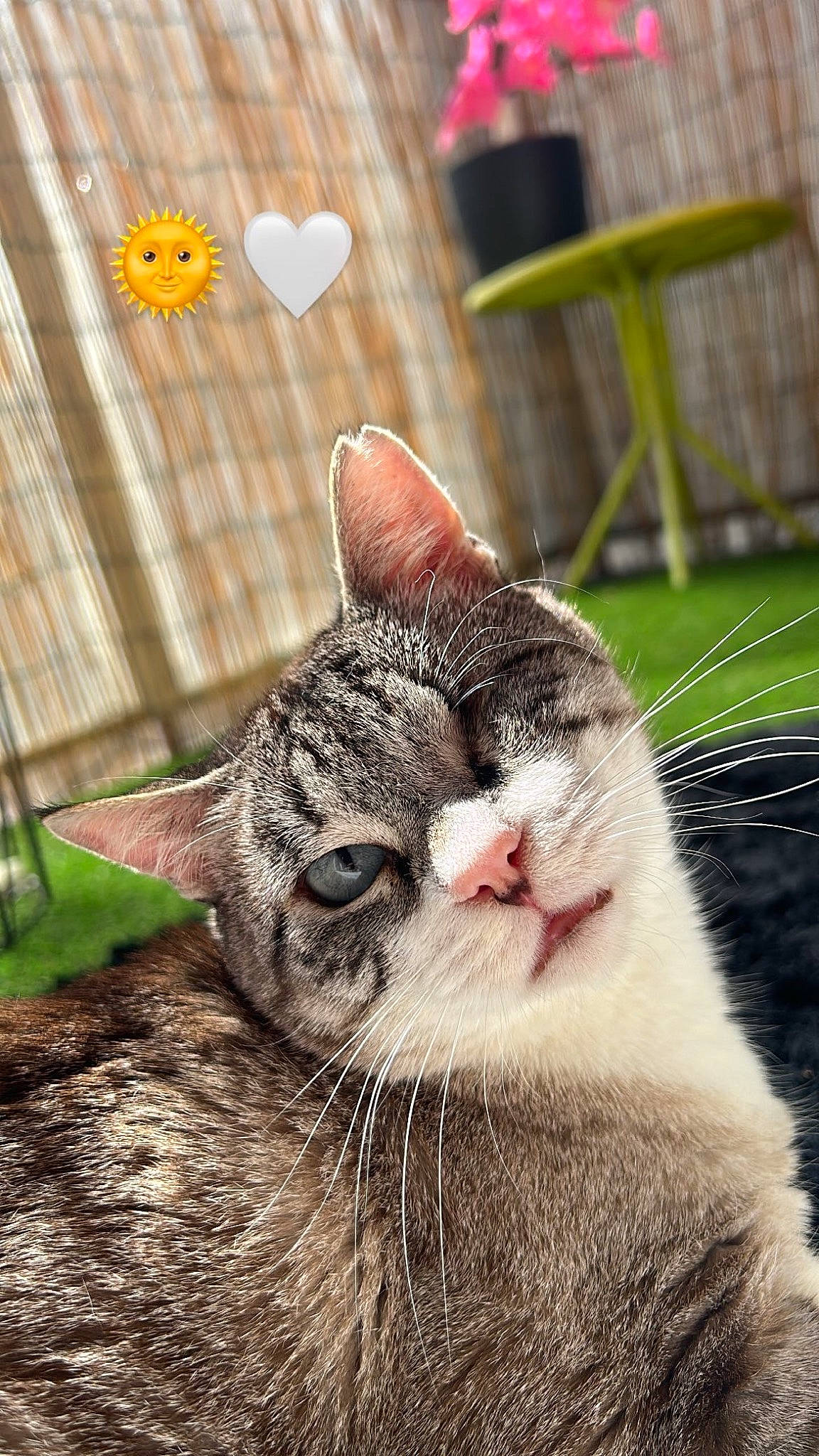 Odin participe au concours pour gagner de l'argent avec cette photo : carnivore, cat, domestic_short_haired_cat, eye, fawn, felidae, fur, grass, head, mesh, paw, plant, small_to_medium_sized_cats, snout, tail, terrestrial_animal, whiskers, wildlife, window, wood