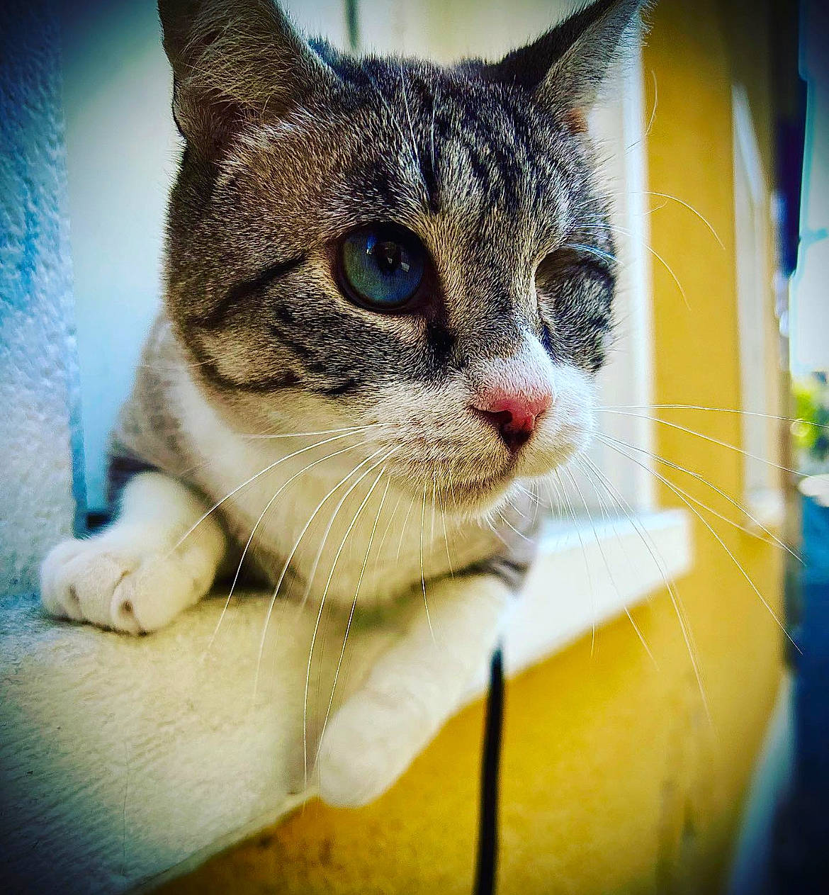 Odin a rejoint le concours — aidez-le/la à gagner de superbes lots ! carnivore, cat, close_up, collar, domestic_short_haired_cat, eyelash, eyewear, fawn, felidae, fur, grass, paw, photo_caption, plant, small_to_medium_sized_cats, snout, tree, whiskers, wildlife, window