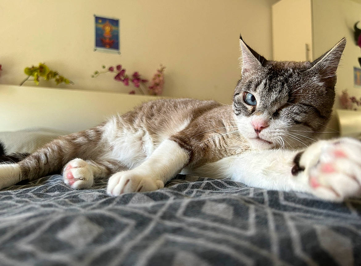 Odin participe au concours pour gagner de l'argent avec cette photo : carnivore, cat, cat_supply, claw, comfort, couch, domestic_short_haired_cat, felidae, flooring, fur, houseplant, linens, nap, paw, picture_frame, plant, small_to_medium_sized_cats, tree, whiskers
