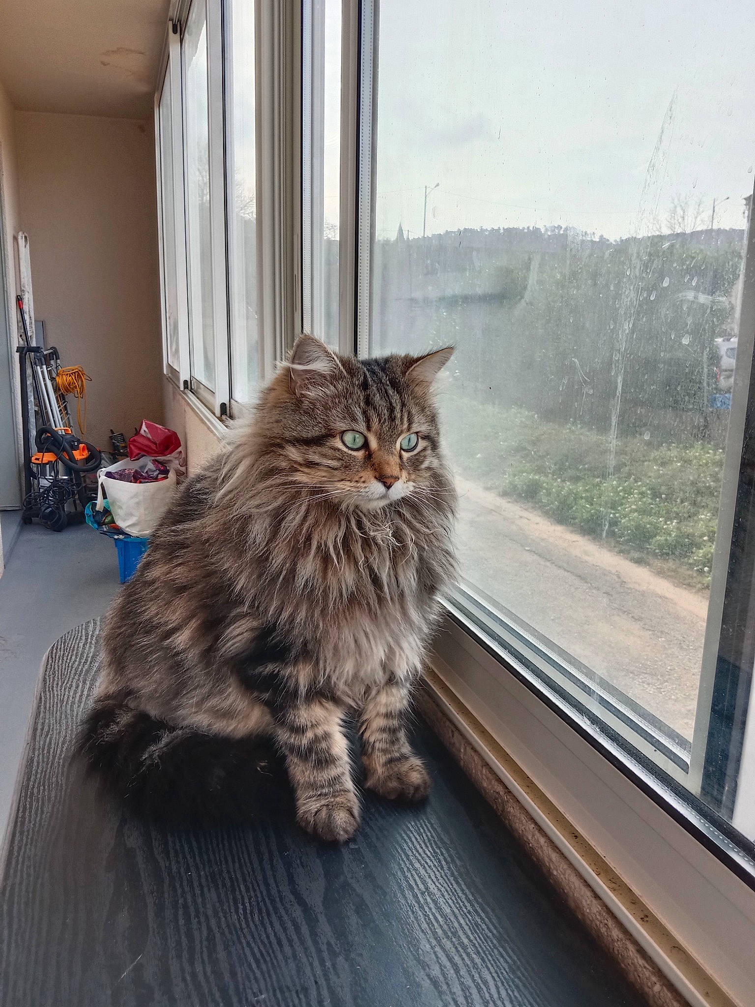 Bernard a rejoint le concours — aidez-le/la à gagner de superbes lots ! carnivore, cat, domestic_short_haired_cat, felidae, flooring, flowerpot, fur, grey, hardwood, houseplant, maine_coon, plant, small_to_medium_sized_cats, snout, tail, terrestrial_animal, tree, whiskers, window, wood