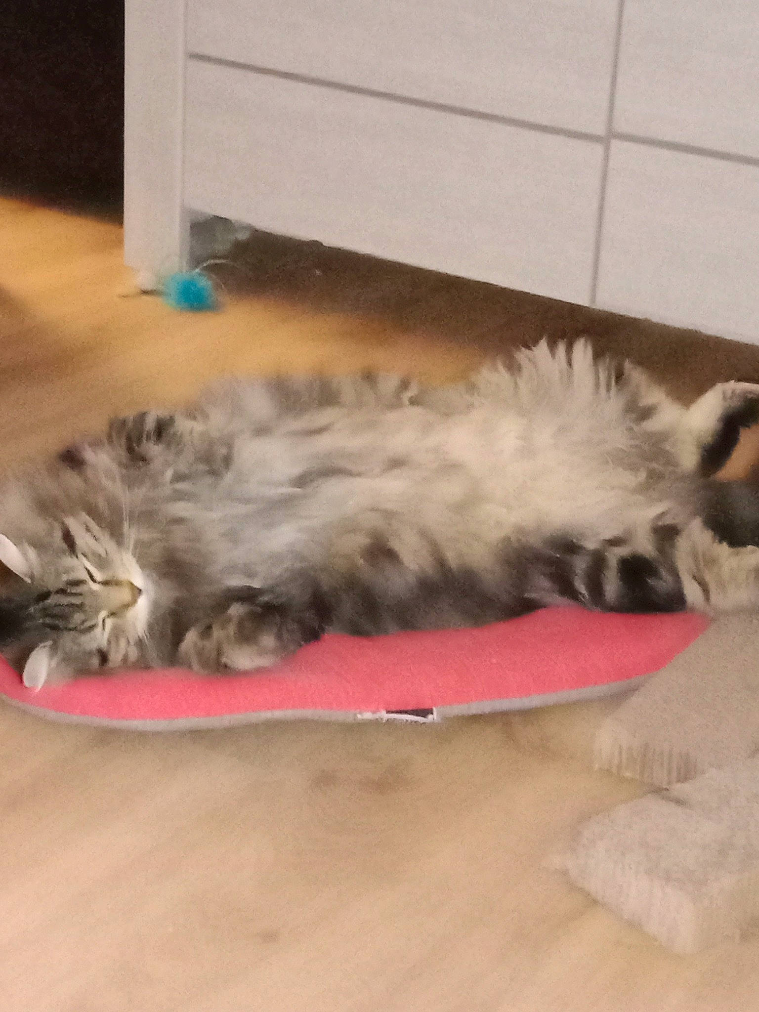 Bernard a rejoint le concours — aidez-le/la à gagner de superbes lots ! box, canidae, carnivore, cat, cat_toy, comfort, companion_dog, dog_breed, door_mat, felidae, flooring, fur, hardwood, maine_coon, paw, small_to_medium_sized_cats, sporting_group, tail, whiskers