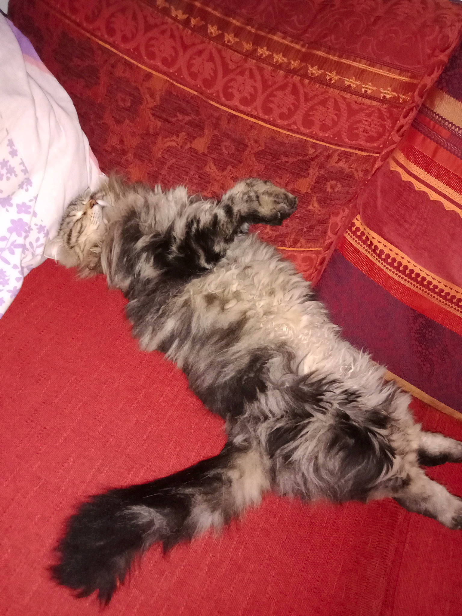 Bernard a rejoint le concours — aidez-le/la à gagner de superbes lots ! carnivore, comfort, companion_dog, dog, dog_breed, fur, non_sporting_group, paw, snout, sporting_group, tail, terrestrial_animal, working_animal