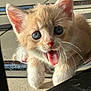 animal, blue_eyes, cat, close_up, curious, cute, fur, indoor, kitten, mouth_open, orange_cat, paw, pet, playful, small, soft, sunlight, tile_floor, whiskers, young