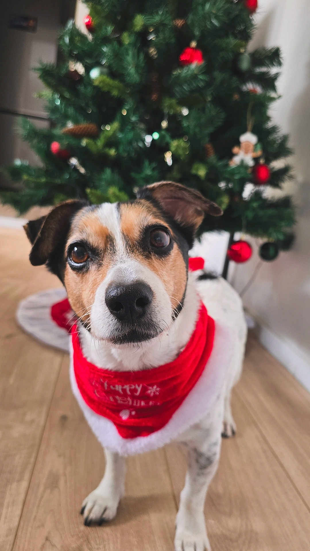 Lyna participe au concours pour gagner de l'argent avec cette photo : dog, christmas_tree, holiday, red_bandana, festive, indoor, wooden_floor, pet, animal, cute, closeup, decorations, christmas_ornaments, holiday_season, looking_at_camera, white_and_brown_dog, holiday_cheer, celebration, christmas_spirit, adorable