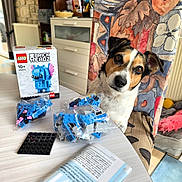 Lyna participe au concours pour gagner de l'argent avec cette photo : dog, lego, brickheadz, table, chair, colorful, indoor, toy, pet, curious, building_blocks, box, plastic_bags, instruction_manual, furniture, home, decor, floor, radiator, window