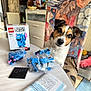 dog, lego, brickheadz, table, chair, colorful, indoor, toy, pet, curious, building_blocks, box, plastic_bags, instruction_manual, furniture, home, decor, floor, radiator, window