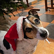 Lyna a rejoint le concours — aidez-le/la à gagner de superbes lots ! animal, black_fur, brown_fur, christmas, christmas_decor, christmas_season, christmas_spirit, christmas_tree, cute, dog, ears, festive, holiday, indoor, looking_up, pet, santa_hat, small_dog, tile_floor, white_fur