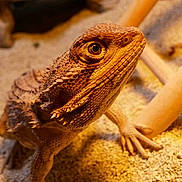 Kiwi participe au concours pour gagner de l'argent avec cette photo :