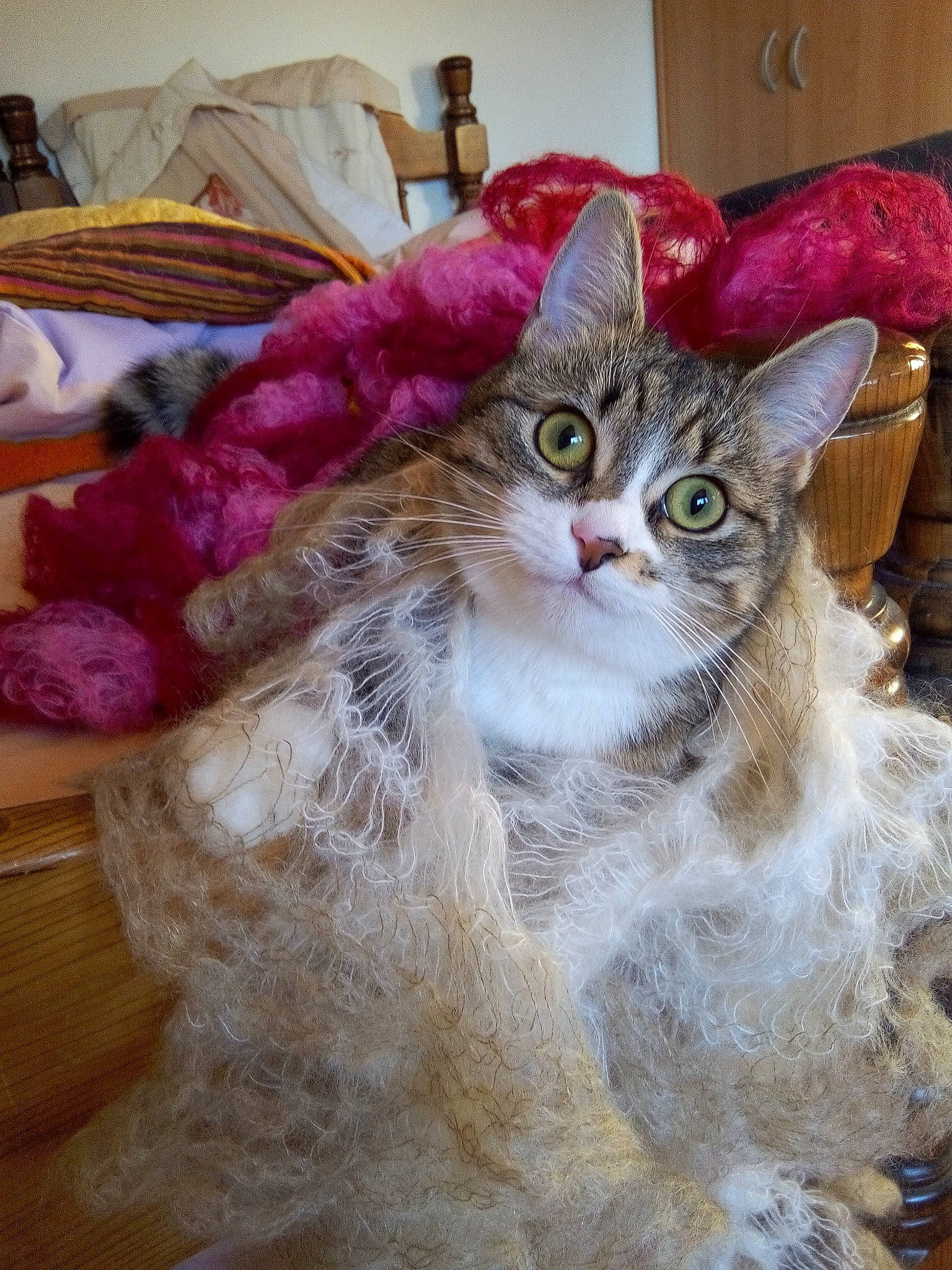 Charlie participe au concours pour gagner de l'argent avec cette photo : american_bobtail, american_curl, asian, asian_semi_longhair, carnivore, cat, domestic_long_haired_cat, domestic_short_haired_cat, european_shorthair, felidae, fur, kitten, maine_coon, mammal, norwegian_forest_cat, pixie_bob, siberian, small_to_medium_sized_cats, tabby_cat, whiskers