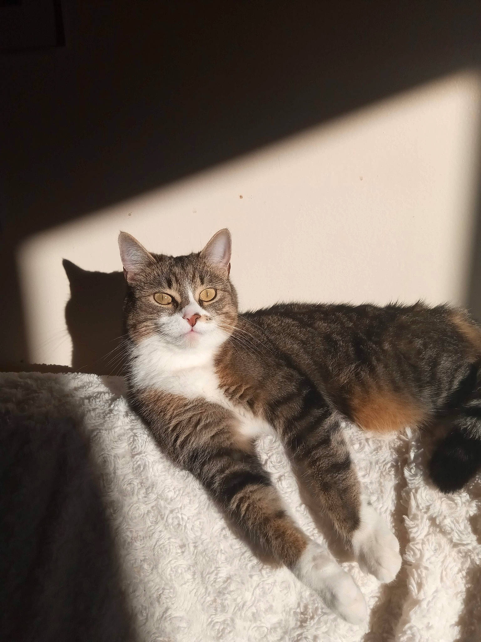 Charlie participe au concours pour gagner de l'argent avec cette photo : aegean_cat, american_wirehair, asian, carnivore, cat, domestic_short_haired_cat, dragon_li, ear, european_shorthair, felidae, fur, kitten, small_to_medium_sized_cats, tabby_cat, tail, whiskers