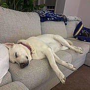 Lacey joined the competition — help win amazing prizes! dog, sleeping, couch, indoor, blanket, pillow, white_dog, relaxing, pet, carpet, living_room, cozy, fur, resting, collar, houseplant, window, furniture, quiet, home