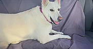 Lacey is registered to the contest to win money with this photo: dog, white_dog, car_interior, backseat, seat_cover, purple, sky, clouds, window, pet, canine, collar, relaxed, happy, daylight, transportation, animal, travel, vehicle, domestic_animal