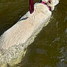 dog, white_dog, swimming, water, leash, harness, pet, animal, outdoor, nature, canine, summer, recreation, wet, mammal, exercise, side_view, active, sunlight, calm
