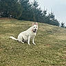 dog, white_dog, grass, hill, outdoor, nature, trees, evergreen, pet, canine, animal, sitting, collar, tongue_out, daylight, landscape, smiling, fur, leisure, park