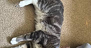 Tanis is registered to the contest to win money with this photo: cat, tabby, gray_cat, white_paws, carpet, floor, indoor, pet, animal, feline, relaxed, lying_down, person, sock, foot, leg, affection, domestic, cute, companionship