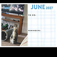 Tanis joined the competition — help win amazing prizes! alert, animal, blue_text, calendar, carpet, cat, checkered_pattern, curious, home_decor, indoor, living_room, pet, planner, reminders, standing, tabby_cat, television, text_overlay, to_do, wooden_furniture
