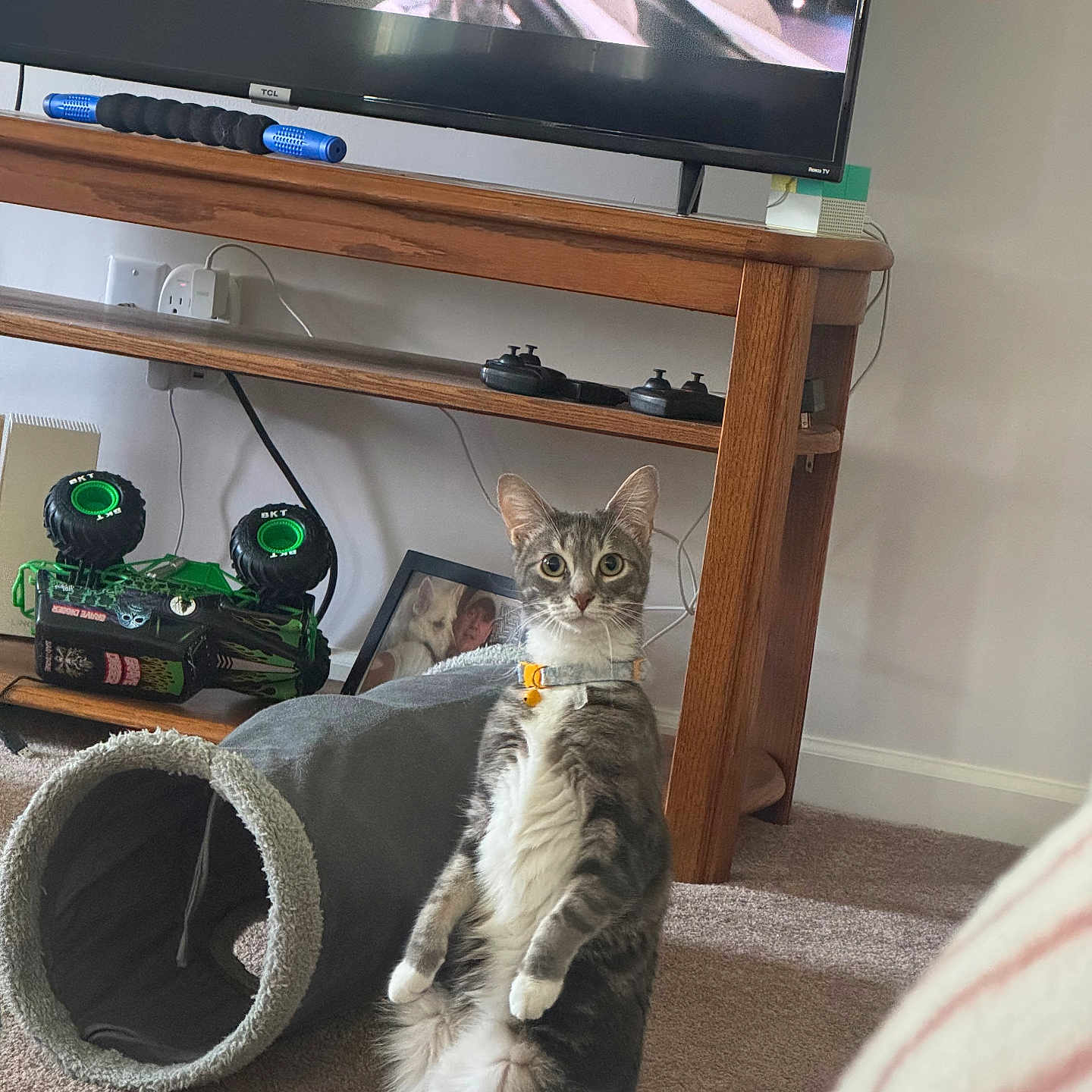 Tanis joined the competition — help win amazing prizes! cat, indoor, living_room, carpet, furniture, tv, remote_control, toy, tunnel, wooden_table, curious, pet, domestic_cat, sitting, standing, collar, gray_cat, white_paws, electronics, home