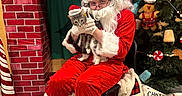 Tanis is registered to the contest to win money with this photo: cat, celebration, chair, christmas_tree, costume, decorations, festive, fireplace, floor, glasses, green, hat, holiday, indoor, person, pet, red, santa_claus, seasonal, white