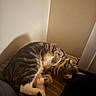 Tanis is registered to the contest to win money with this photo: cat, tabby, striped_cushion, indoor, pet, feline, relaxed, sleepy, curled_up, soft_lighting, corner, whiskers, fur, paws, domestic_animal, cozy, resting, blurred_head, striped, animal