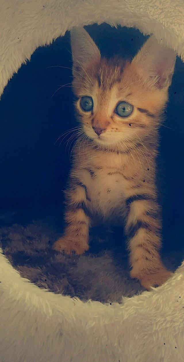 Rocco a rejoint le concours — aidez-le/la à gagner de superbes lots ! aegean_cat, asian, carnivore, cat, domestic_long_haired_cat, domestic_short_haired_cat, european_shorthair, eye, felidae, fur, kitten, mammal, nose, ojos_azules, polydactyl_cat, ragamuffin, siberian, small_to_medium_sized_cats, snout, whiskers