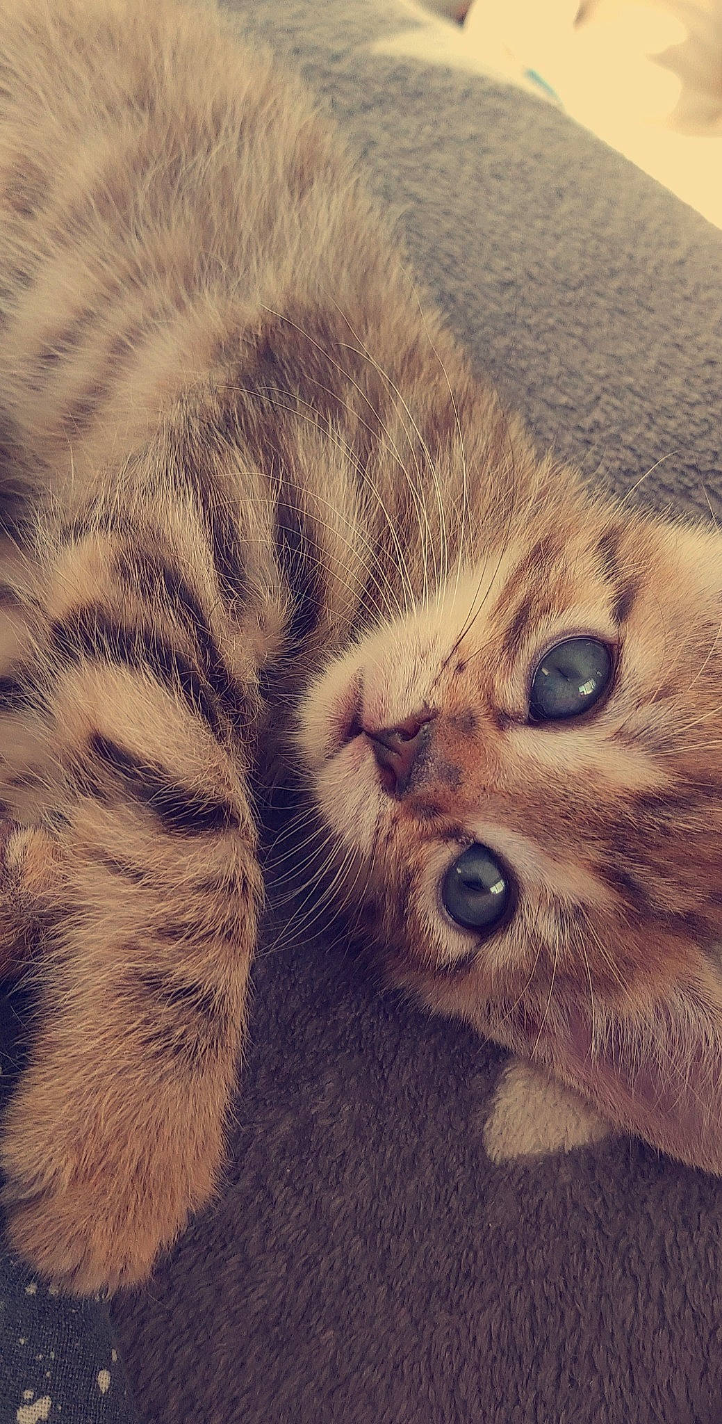 Rocco participe au concours pour gagner de l'argent avec cette photo : american_shorthair, asian, carnivore, cat, close_up, dragon_li, egyptian_mau, european_shorthair, eye, felidae, fur, kitten, nose, paw, polydactyl_cat, scottish_fold, small_to_medium_sized_cats, snout, tabby_cat, whiskers