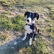Atom participe au concours pour gagner de l'argent avec cette photo : animal, black_and_white, canine, collar, curious, daylight, dog, ears, fur, grass, ground, looking_up, nature, outdoor, path, pet, playful, sitting, sunlight, young_dog