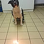 dog, black_and_white, tile_floor, kitchen, birthday_cake, candles, pet, indoor, curious, sitting, animal, small_cake, floor_tiles, cabinet, appliance, lighting, home, celebration, cute, attention