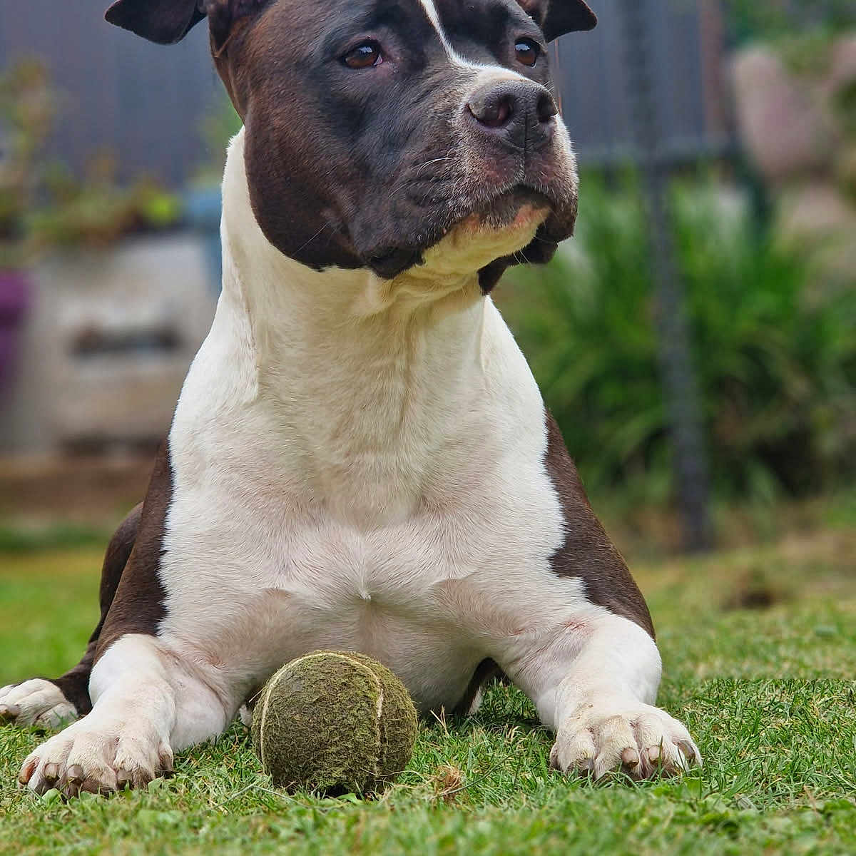Ruby participe au concours pour gagner de l'argent avec cette photo : animal, black_and_white, canine, daylight, dog, ears, focused, fur, garden, grass, leisure, muzzle, nature, outdoor, paw, pet, pet_toy, playful, resting, tennis_ball